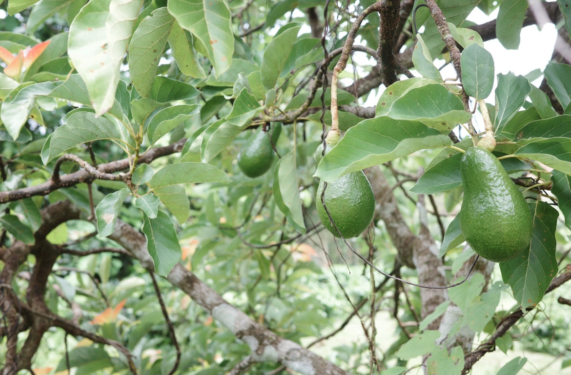 What does it mean to 