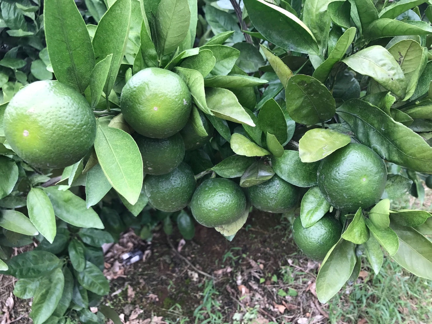 A savior for those who suffer from hay fever! 