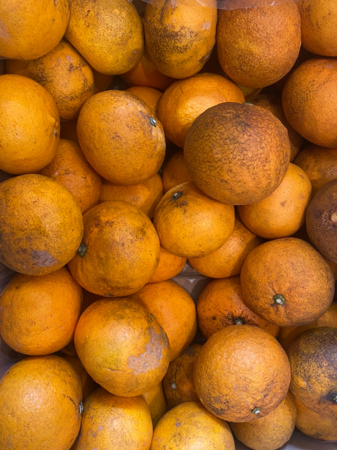 This year, we received naturally cultivated sun fruit from Yamawaki Farm in Awaji Island!