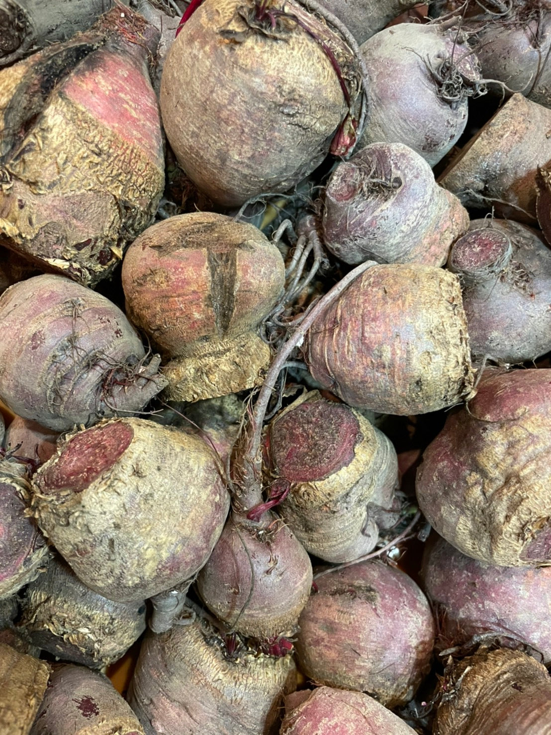 千葉県一宮市から、「循環」が形になった素材、ビーツが届きました！