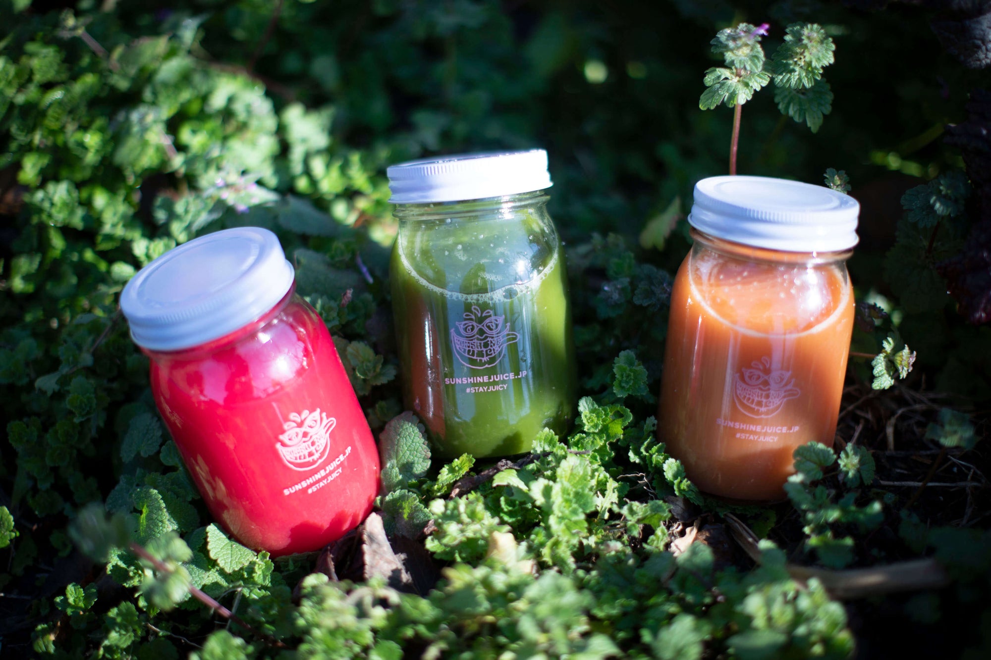 What’s the Difference Between Store-Bought Vegetable Juice and Cold-Pressed Juice?
Exploring the Benefits of Incorporating Cold-Pressed Juice into Your Routine