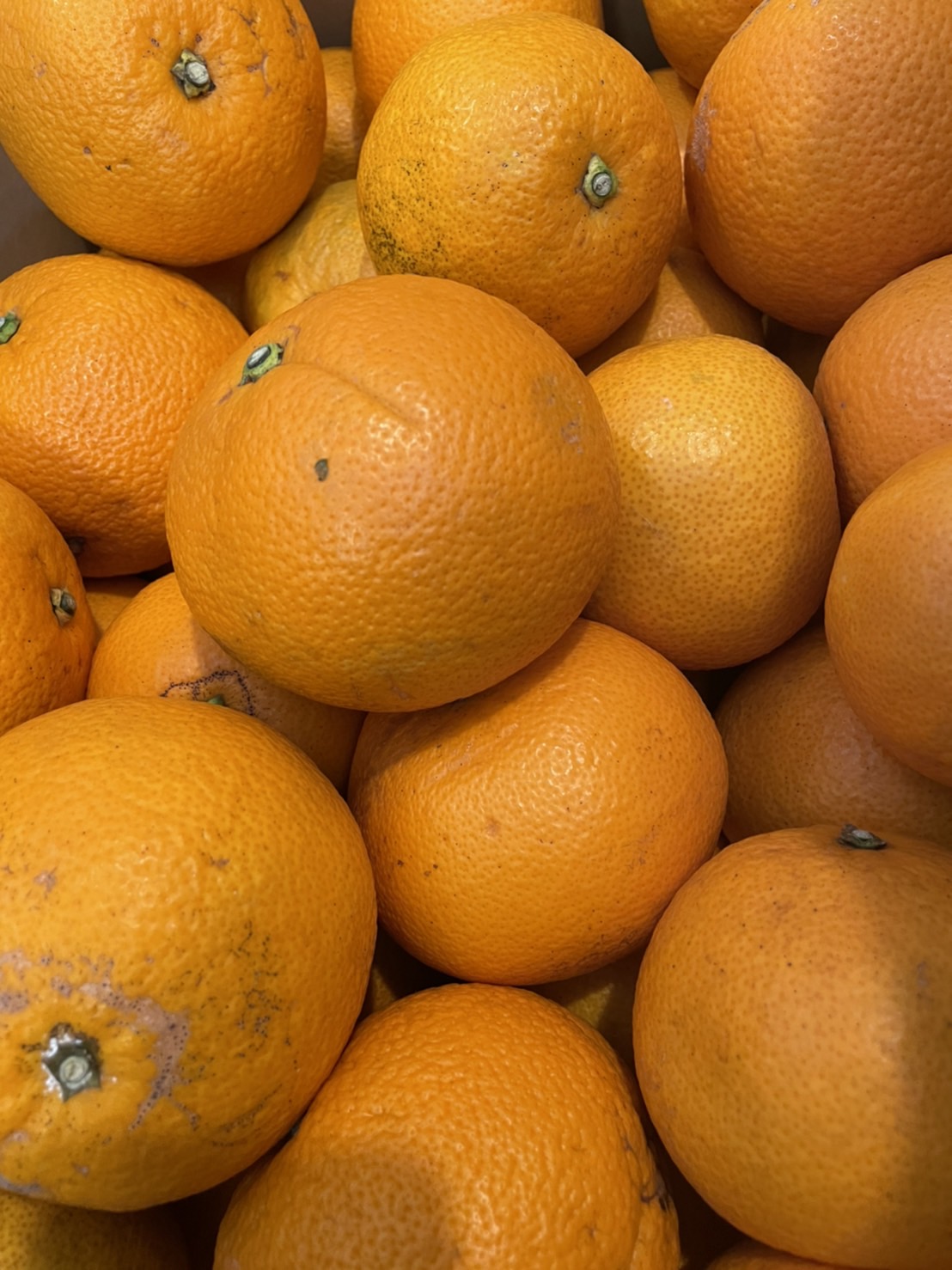 広島県産の紅八朔が届きました！