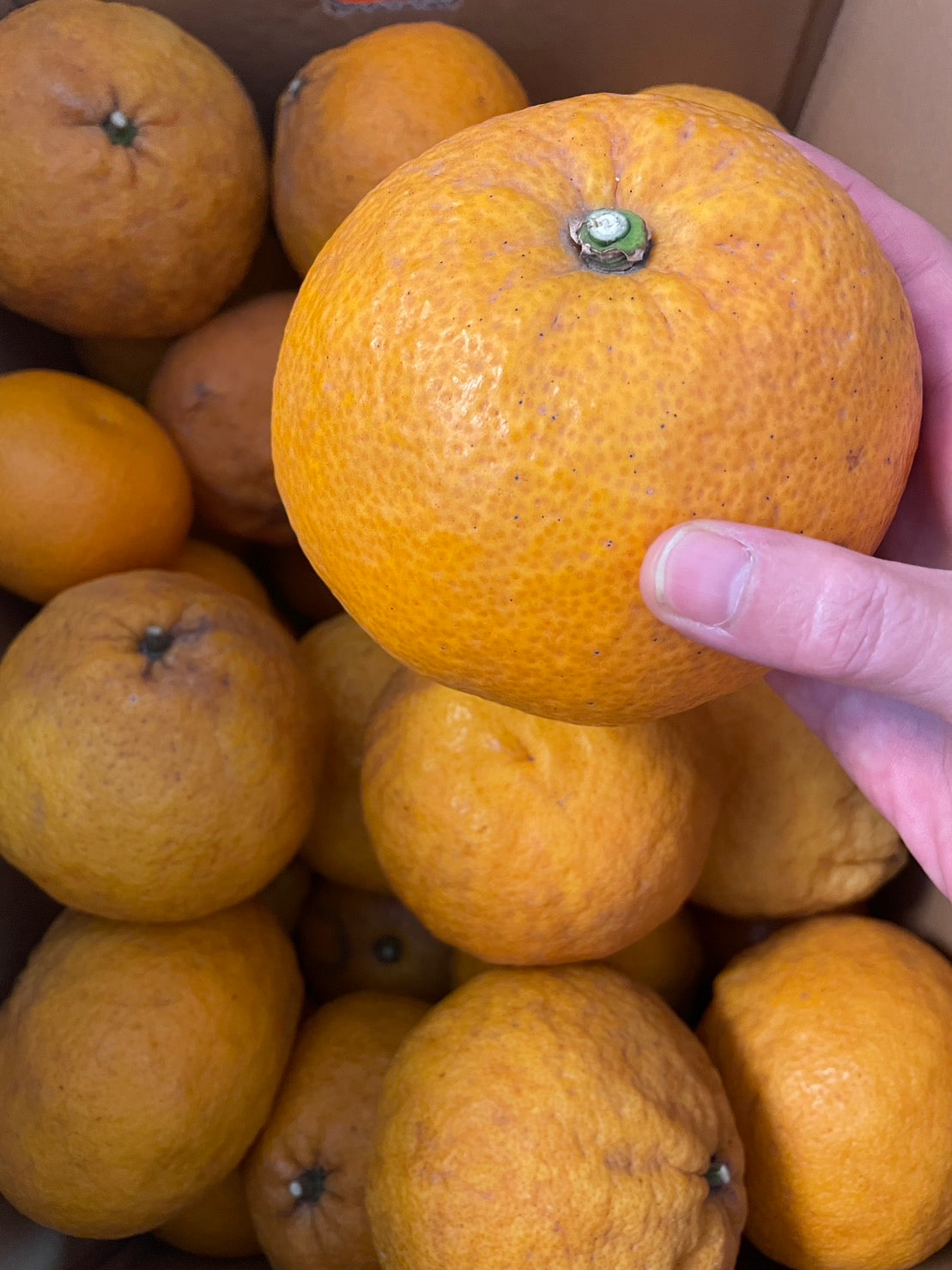 広島県産のスペシャル八朔が届きました！