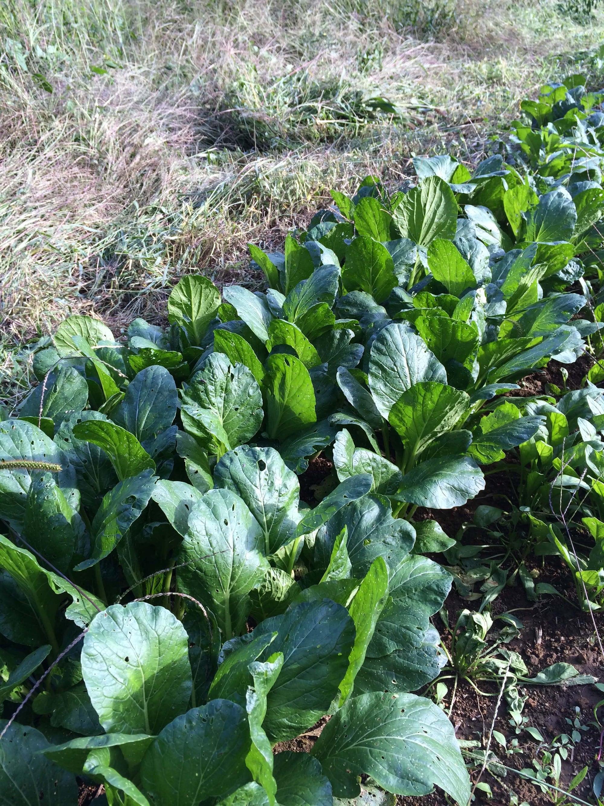 How Sunshine Juice was made, and from now on. (2)