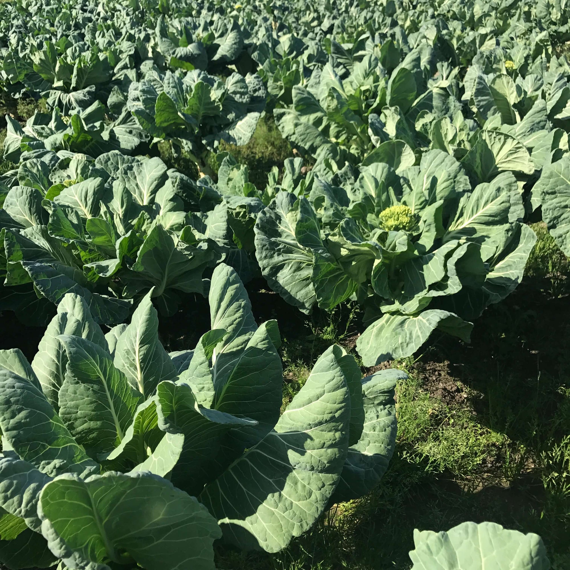 Representative Kou Nori's note.