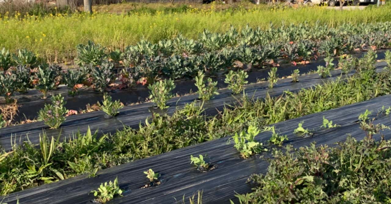 Representative Ko Nori's note.