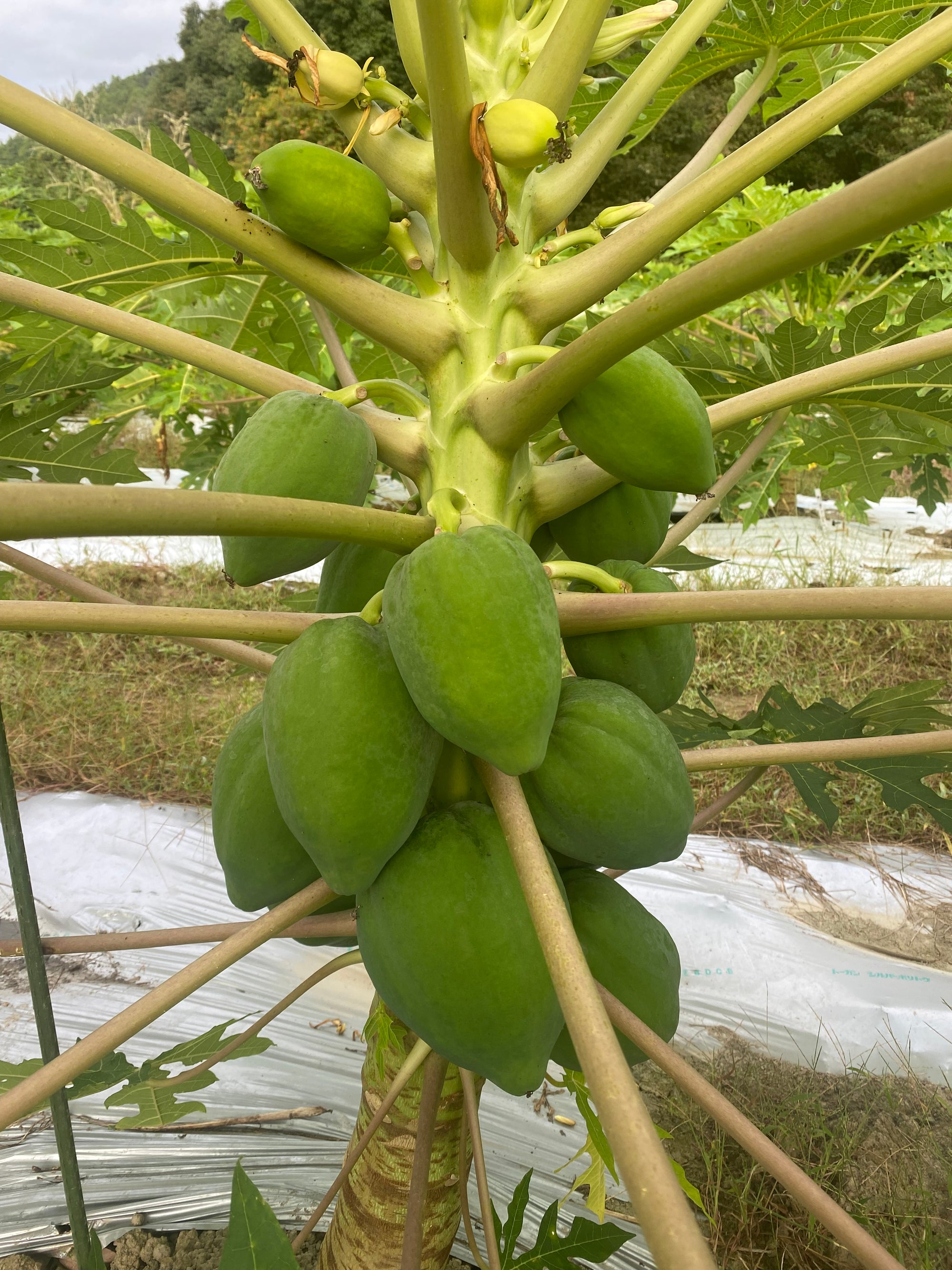 サンシャインジュースがつくる「循環」が形になったジュース「コスミックパパイヤ」できました！