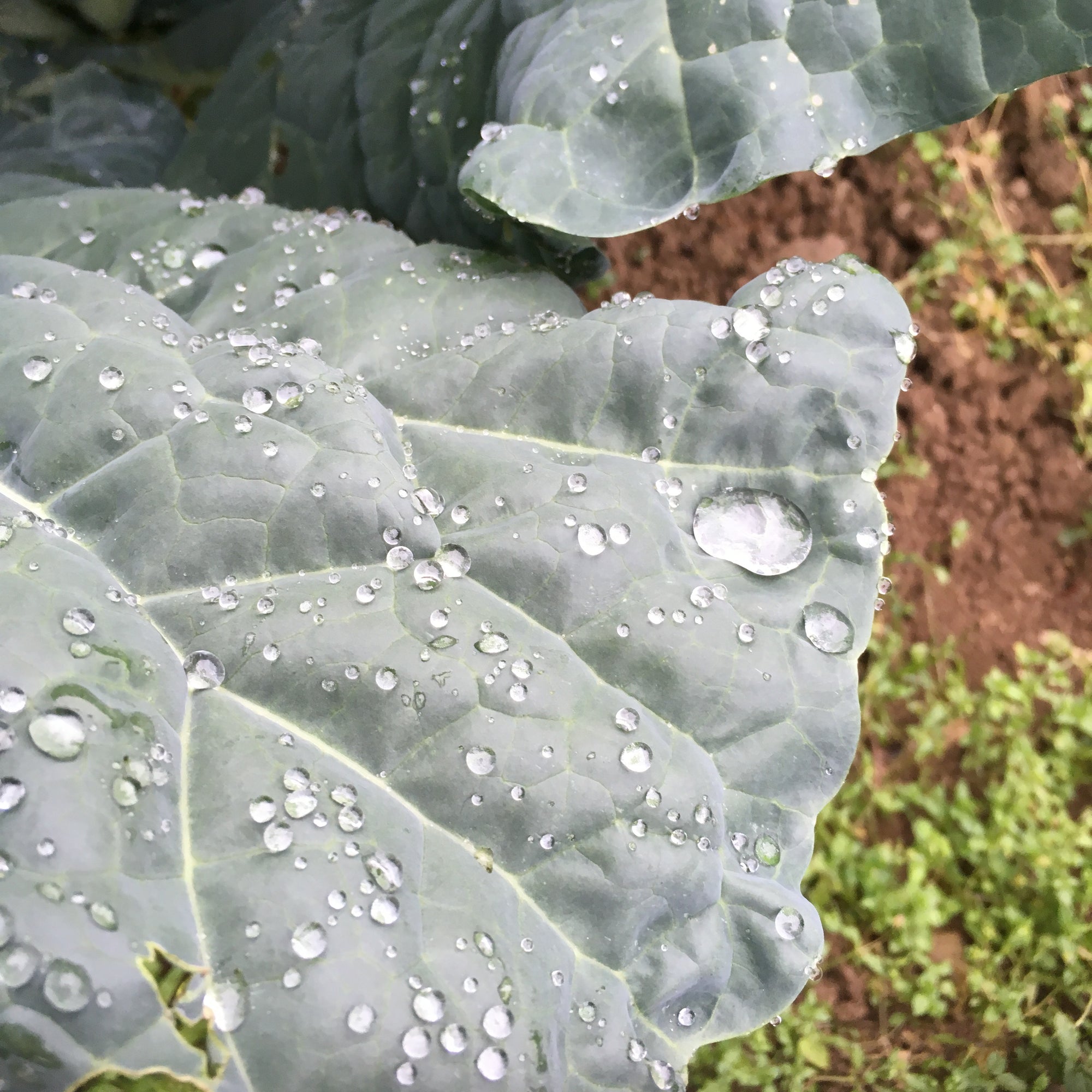 野菜の王様！ケールについて