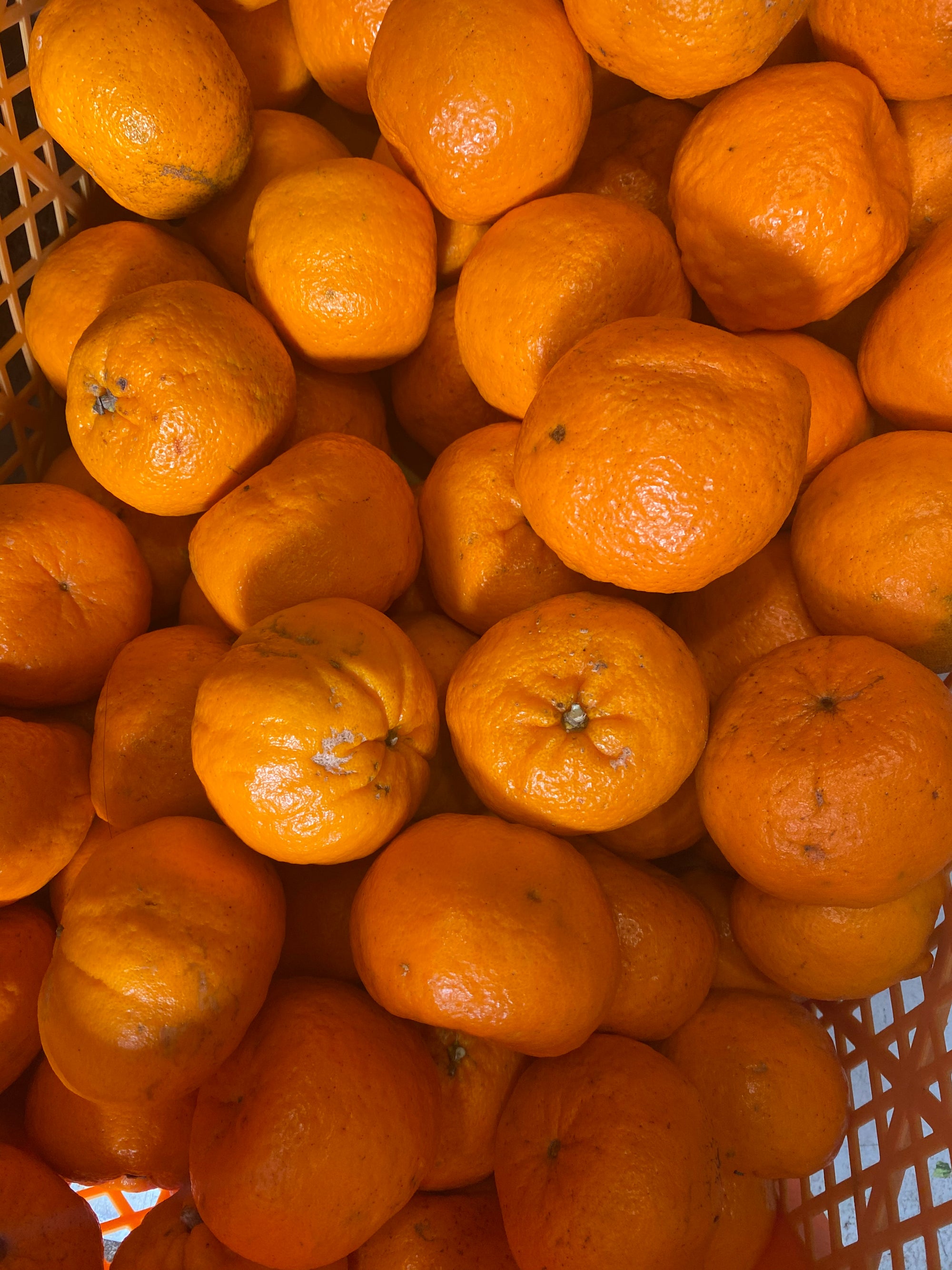 高知県東洋町の田中農園さんから除草剤化学肥料不使用のポンカンが届きました！