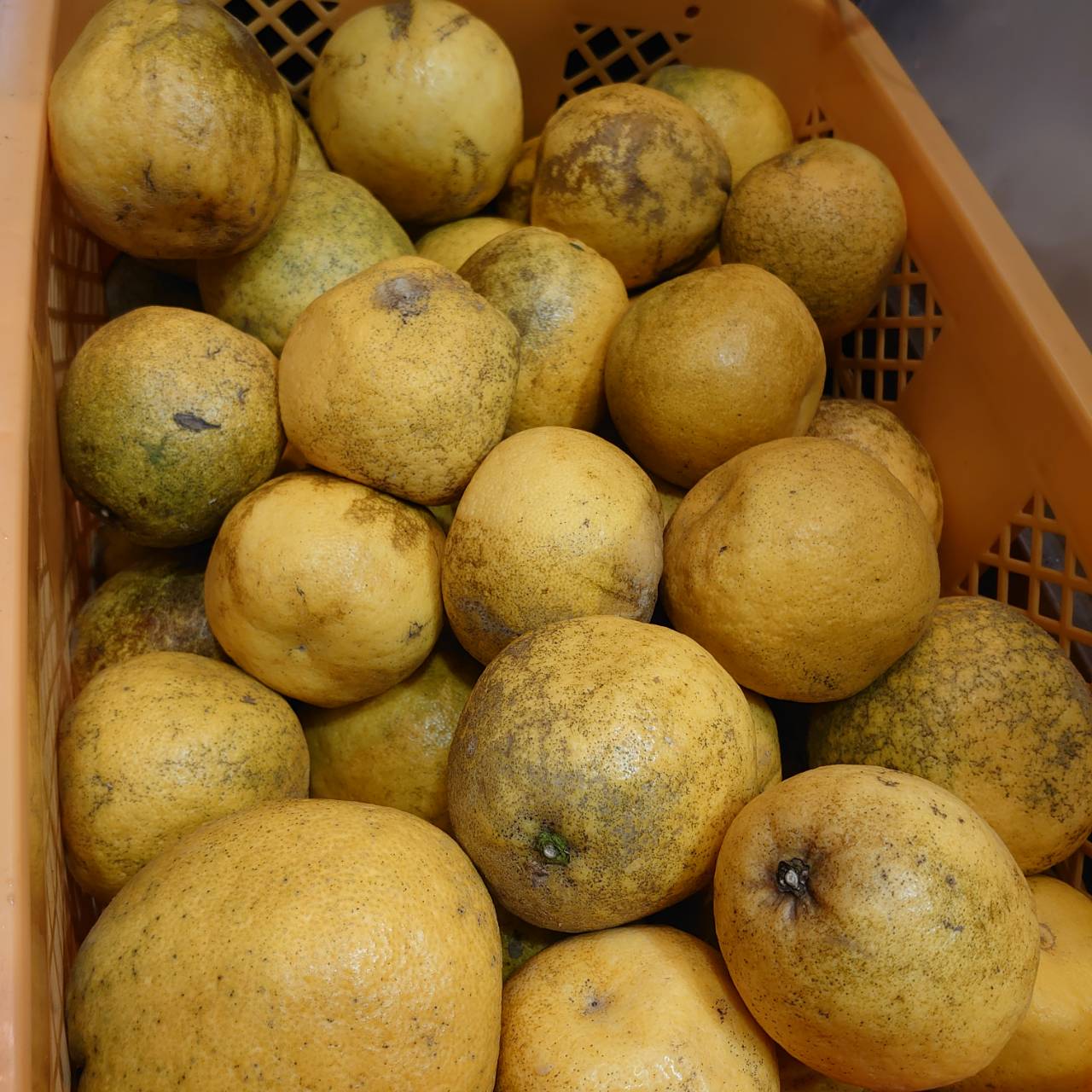 This season's citrus is using bankan from Saga Prefecture!
