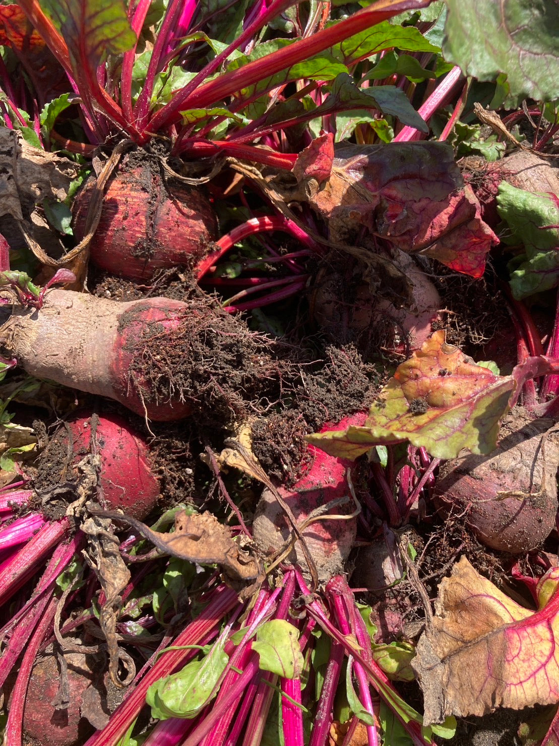 千葉県一宮のthe Farmersから、ジュースの搾かすを発酵させてできた植物性堆肥