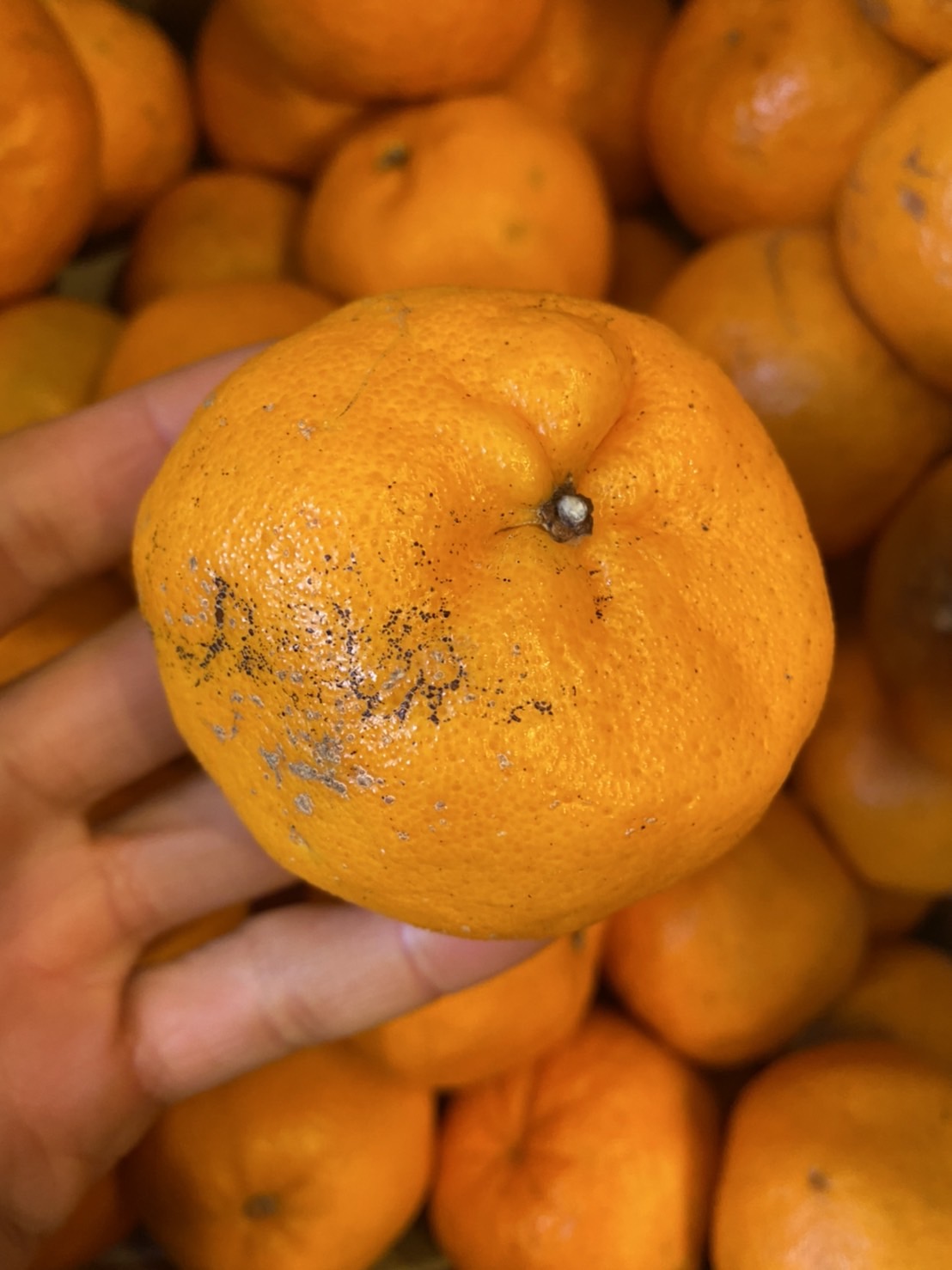 Ponkan that is completely pesticide-free has arrived from Onitsuka Farm in Yakushima!