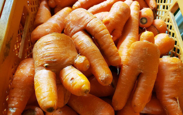 Turning distorted vegetables into powerful energy